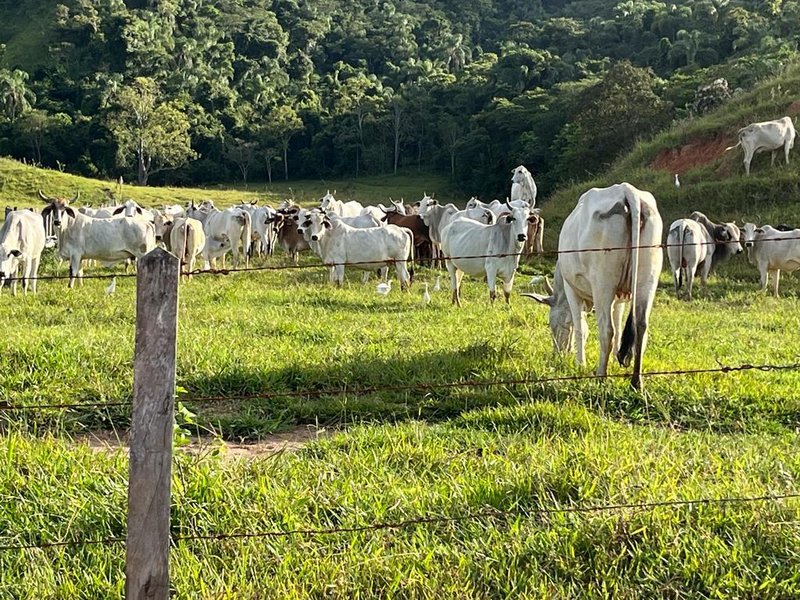 FAZENDA COM 102 ALQUEIRES NA REGIÃO DE PINDAMONHANGABA/SÃO PAULO - Pindamonhangaba - 