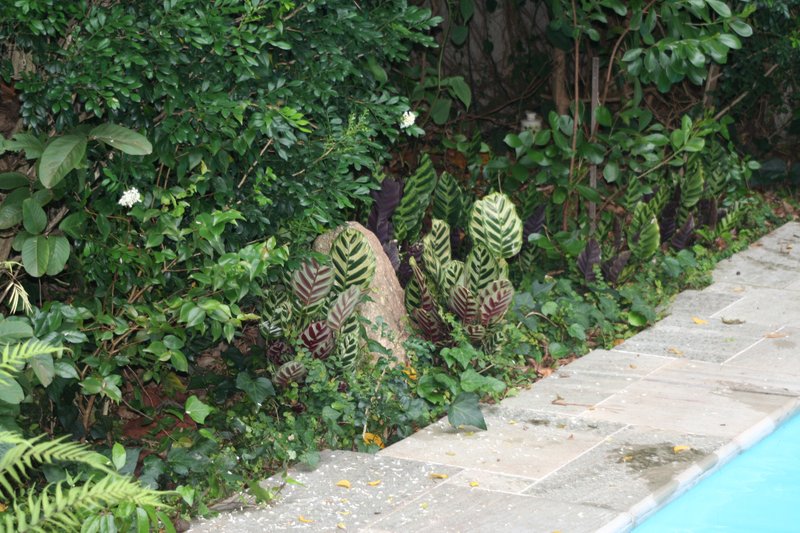 Em Alphaville, Casa Residencial 3,  um jardim no paraíso Alameda Cananéia Santana de Parnaíba - 