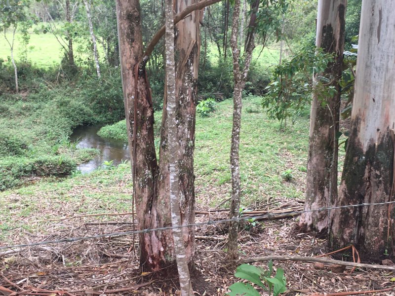 Sítio com 6.5 Hectares em Natividade da Serra, São Paulo - NATIVIDADE DA SERRA - 