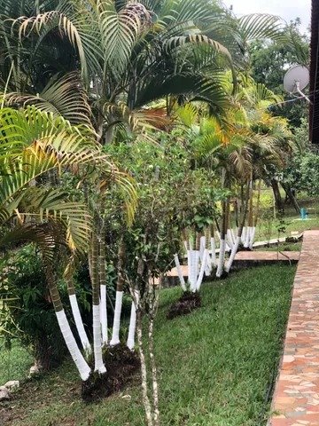 Sítio com 8 Alqueires em São Luís do Paraitinga\São Paulo - SAO LUIS DO PARAITINGA - 