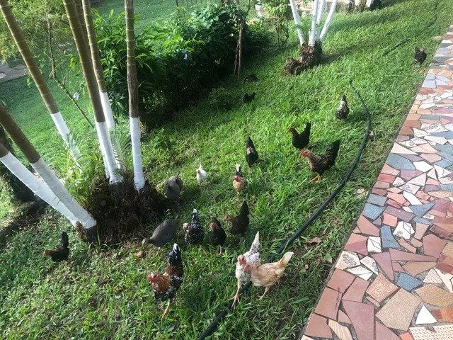 Sítio com 8 Alqueires em São Luís do Paraitinga\São Paulo - SAO LUIS DO PARAITINGA - 