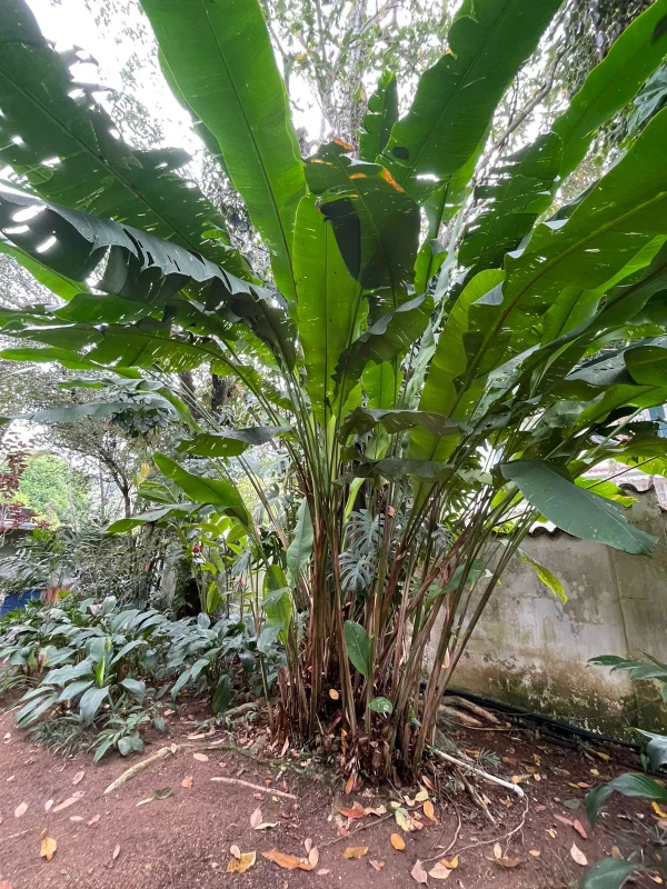 Casa clássica no Alto Jardim Botânico - Rio de Janeiro - 
