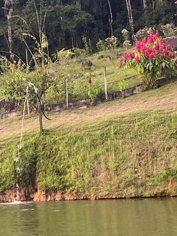 Sítio em Rio dos Cedros Completo, Leia a Descrição e Surpreenda-se! - RIO DOS CEDROS - 