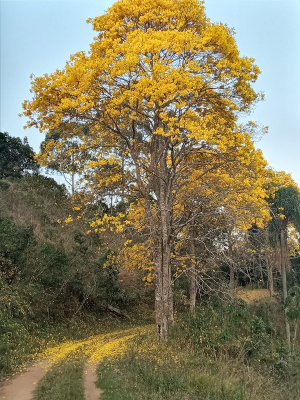 SÍTIO 12 ALQUEIRES EM NATIVIDADE DA SERRA, S.P rua sao benedito NATIVIDADE DA SERRA - 