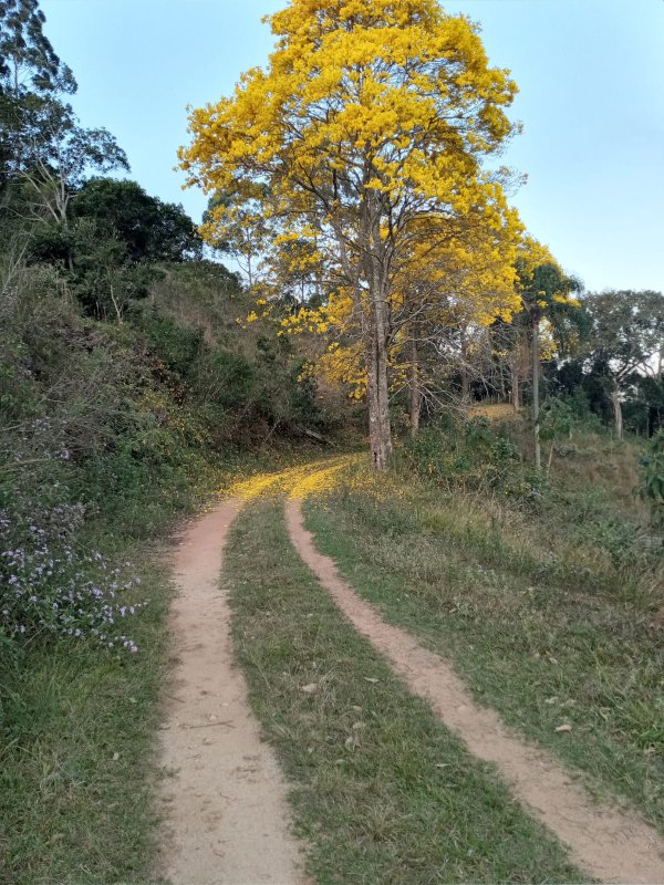 SÍTIO 12 ALQUEIRES EM NATIVIDADE DA SERRA, S.P rua sao benedito NATIVIDADE DA SERRA - 