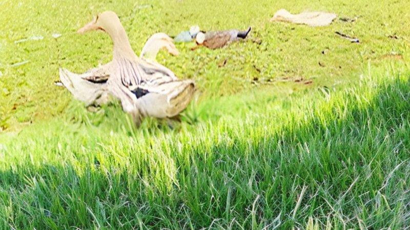 Terreno Espaçoso de 600 m², com Acesso à Lagoa em Terra de Areia, RS Estrada do Curumim Terra de Areia - 