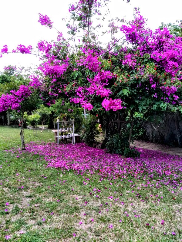 R$ 2.120.000 - EXCELENTE POUSADA - 2.540M2 - TRANQUILIDADE - LAZER E NATUREZA Avenida Central do Rosa Imbituba - 