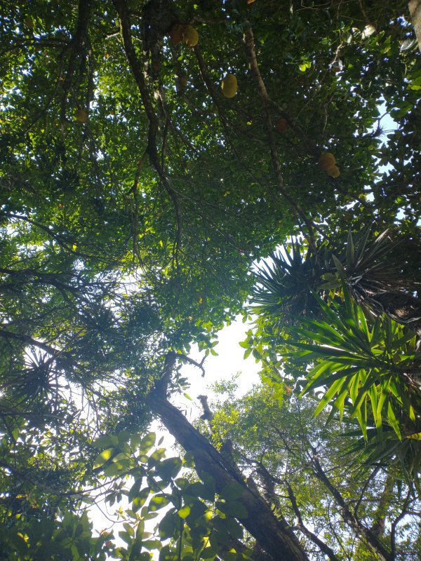 Chácara com ótima localização - Santana de Parnaíba - 