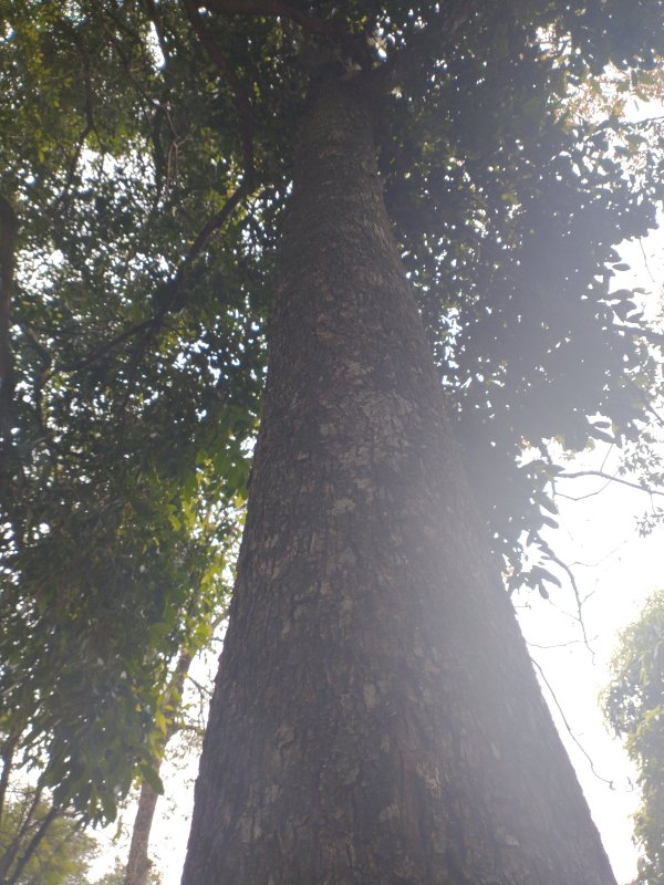 Chácara com ótima localização - Santana de Parnaíba - 