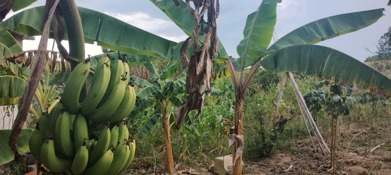 Chácara com 1.100 metros no condomínio em Caçapava SP - Caçapava - 