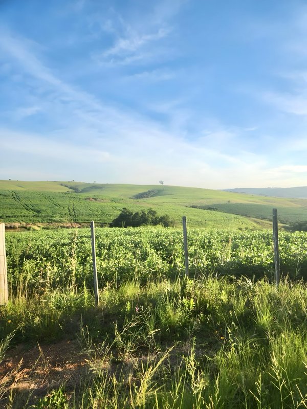 R$ 22.000.000 - MARAVILHOSA PROPRIEDADE RURAL - 250HA - PECUÁRIA - CULTIVO DE SOJA Estrada Agronomia Eldorado do Sul - 