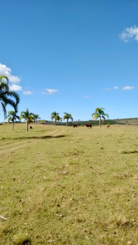 R$ 22.000.000 - MARAVILHOSA PROPRIEDADE RURAL - 250HA - PECUÁRIA - CULTIVO DE SOJA Estrada Agronomia Eldorado do Sul - 