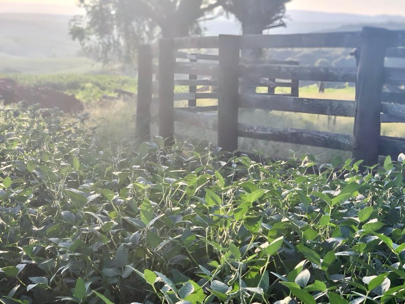 R$ 22.000.000 - MARAVILHOSA PROPRIEDADE RURAL - 250HA - PECUÁRIA - CULTIVO DE SOJA Estrada Agronomia Eldorado do Sul - 