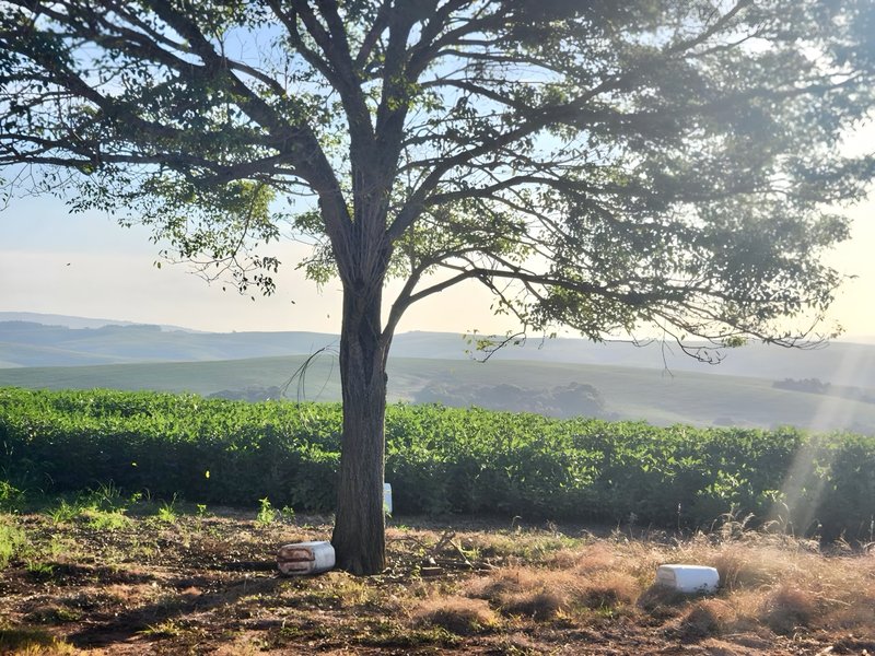 R$ 22.000.000 - MARAVILHOSA PROPRIEDADE RURAL - 250HA - PECUÁRIA - CULTIVO DE SOJA Estrada Agronomia Eldorado do Sul - 