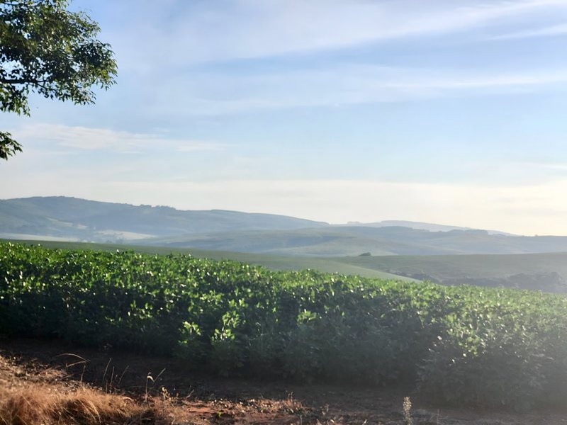 R$ 22.000.000 - MARAVILHOSA PROPRIEDADE RURAL - 250HA - PECUÁRIA - CULTIVO DE SOJA Estrada Agronomia Eldorado do Sul - 