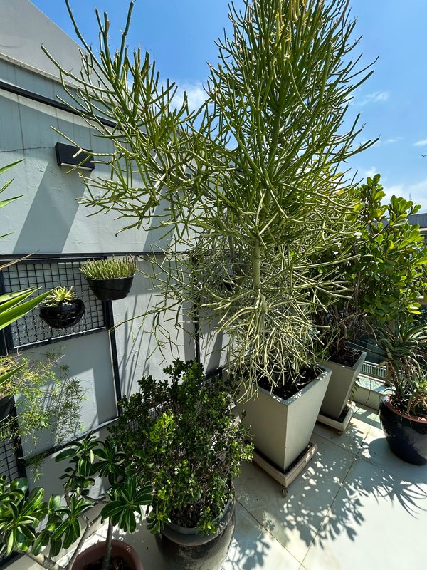 Cobertura Duplex Barra da Tijuca para aluguel - Rio de Janeiro - 