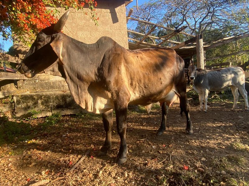 SÍTIO COM 11.5 HECTARES EM JACAREÍ, S.P - Jacareí - 