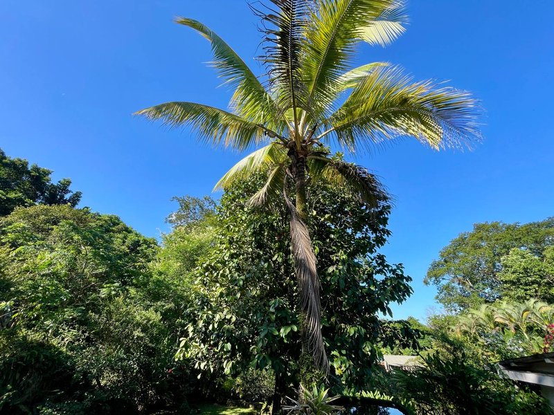 Fazenda / Sítio / Chácara com 3 Quartos à venda, 218m² - Limoeiro Rua II Guapimirim - 