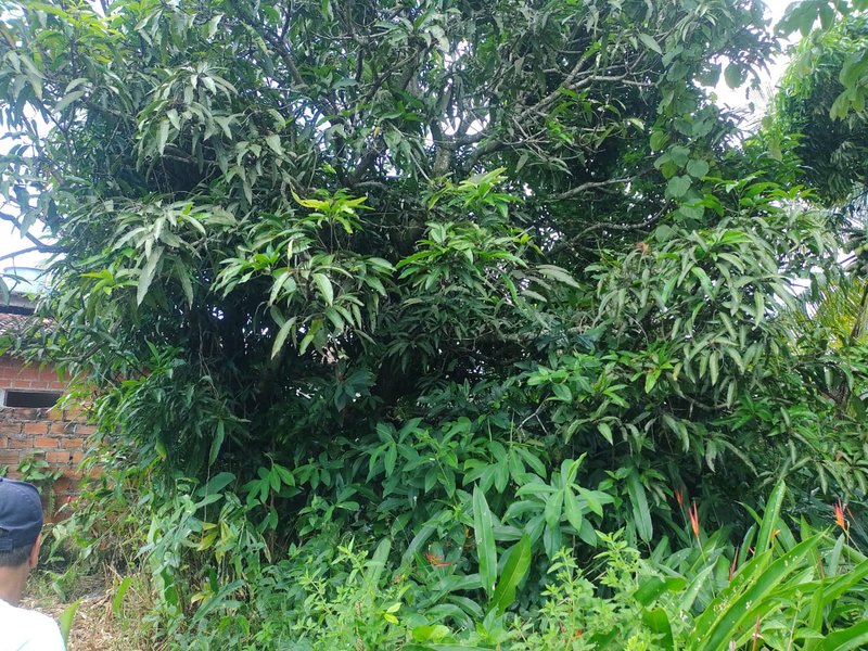 Terreno em condomínio próximo a praia de Berlinque - Ilha de Itaparica praia de berlink VERA CRUZ - 