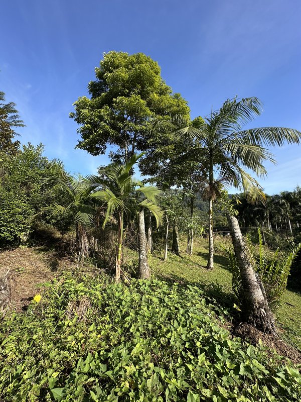 Sítio à venda em Rio dos Cedros com 6.000m². Aceita permuta por casa em Timbó! - RIO DOS CEDROS - 