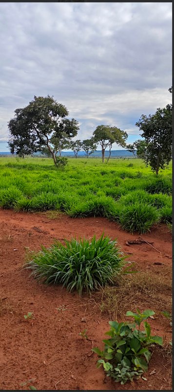 Fazenda em Ponte Alta do Tocantins - TO To PONTE ALTA DO TOCANTINS - 
