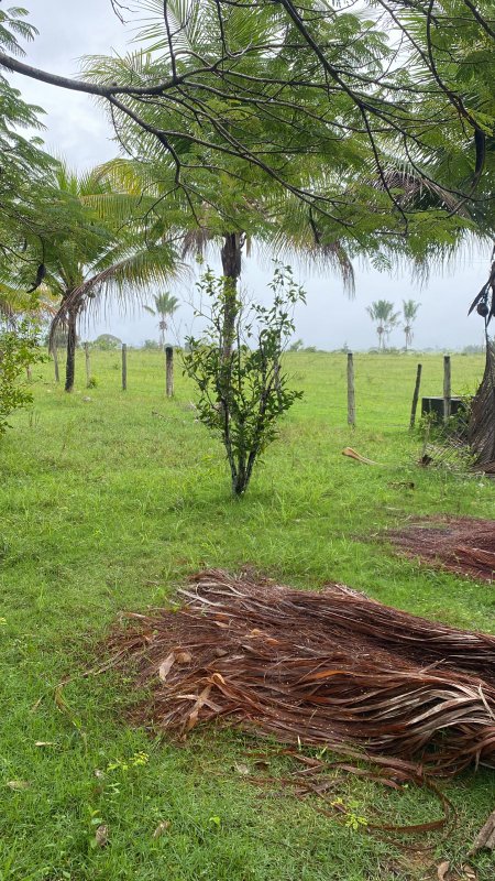Fazenda 47 hectares em Santa Cruz Cabrália Cabrália Santa Cruz Cabrália - 