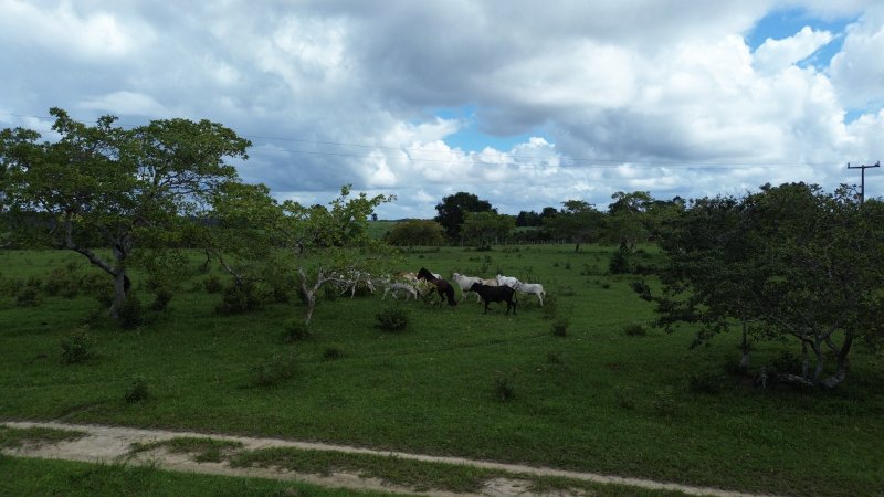 Fazenda 47 hectares em Santa Cruz Cabrália Cabrália Santa Cruz Cabrália - 
