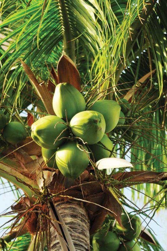 Casa Açaí, centro de Arraial d'Ajuda - (Temporada) Vila Escondida Porto Seguro - 