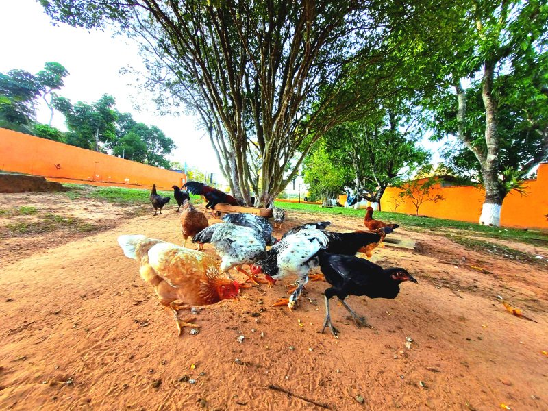 Chacara à VENDA, 1300m², Dorm. 1 Suíte - Energia Solar - R$ 498.000 - Araçoiaba da Serra Estrada de Aparecida Araçoiaba da Serra - 