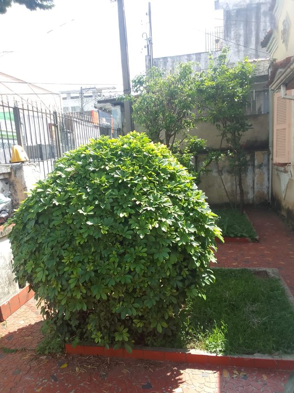 casa  terrea Avenida Gustavo Adolfo São Paulo - 
