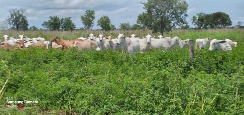 Fazenda em Buritizeiro MG Zona Rural BURITIZEIRO - 