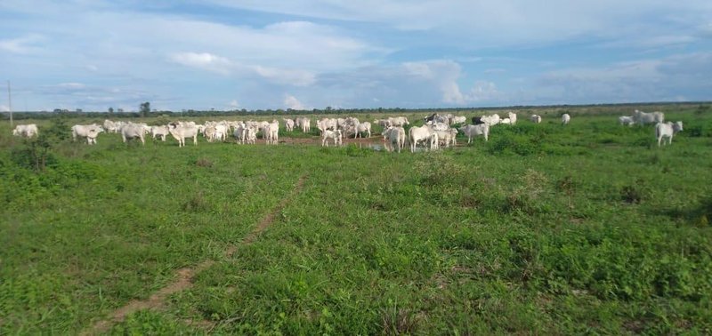Fazenda em Buritizeiro MG Zona Rural BURITIZEIRO - 