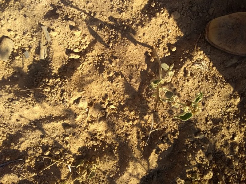 Fazenda em Janaúba MG Zona Rural Janaúba - 