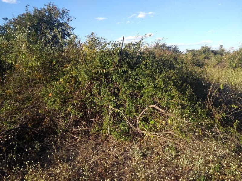 Fazenda em Janaúba MG Zona Rural Janaúba - 