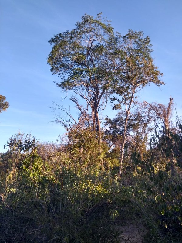 Fazenda em Janaúba MG Zona Rural Janaúba - 