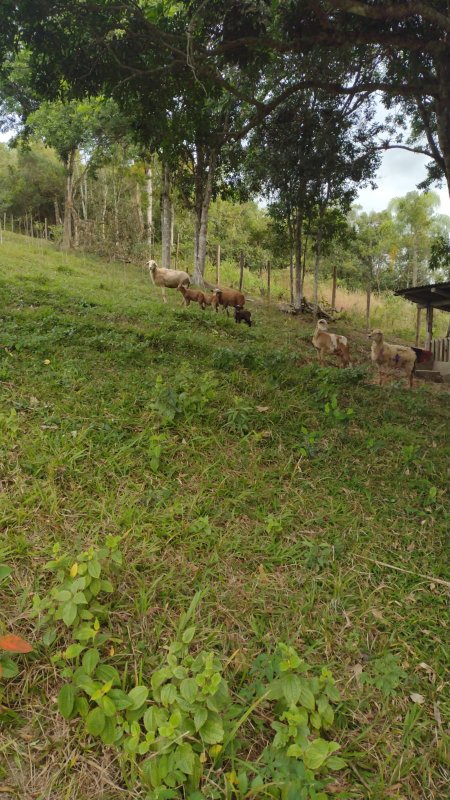 Sitio no bairro Timbé em Tijucas SC Rua Alameda Tijucas - 