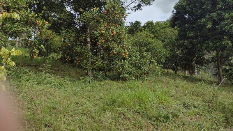Sitio no bairro Timbé em Tijucas SC Rua Alameda Tijucas - 