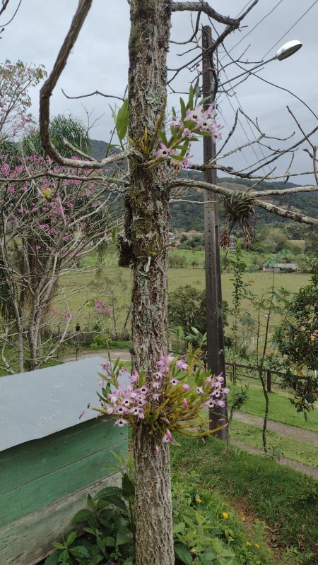 Sitio no bairro Timbé em Tijucas SC Rua Alameda Tijucas - 