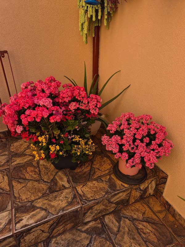Linda casa térrea no Jardim Flamboyant rua paraibuna Campinas - 