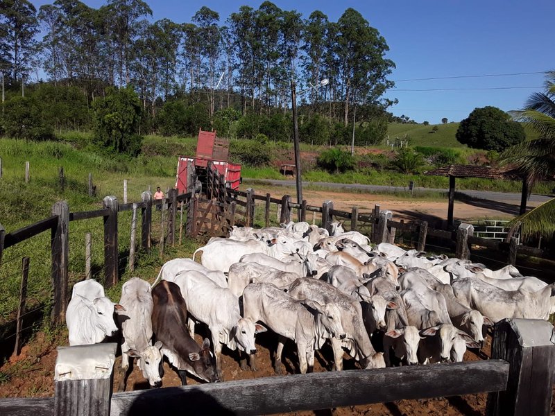 Fazenda Dupla Aptidão com localização estratégica no Sul da Bahia Sul da Bahia  Porto Seguro - 