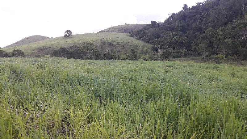 Fazenda Dupla Aptidão com localização estratégica no Sul da Bahia Sul da Bahia  Porto Seguro - 