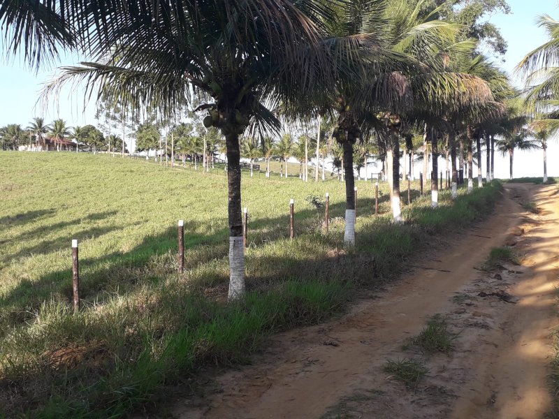 Fazenda Dupla Aptidão com localização estratégica no Sul da Bahia Sul da Bahia  Porto Seguro - 