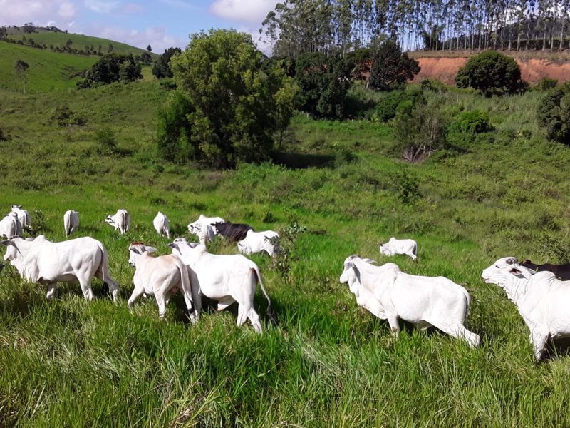 Fazenda Dupla Aptidão com localização estratégica no Sul da Bahia Sul da Bahia  Porto Seguro - 