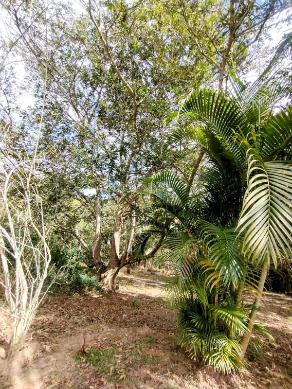 Sítio à venda a 1 km da Rodovia D. Pedro I, Água Branca  Igaratá - 