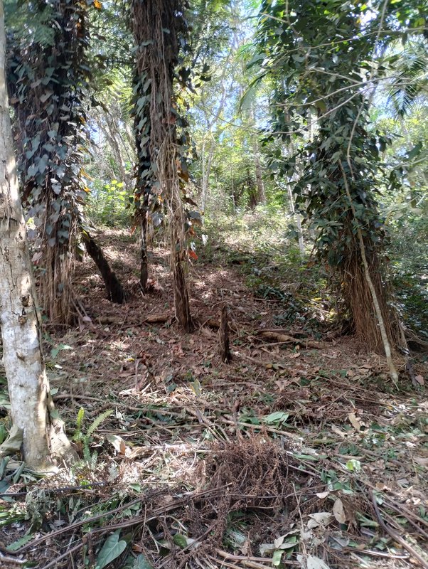 Sítio à venda a 600 m da Rodovia D. Pedro I, Boa Vista  Igaratá - 