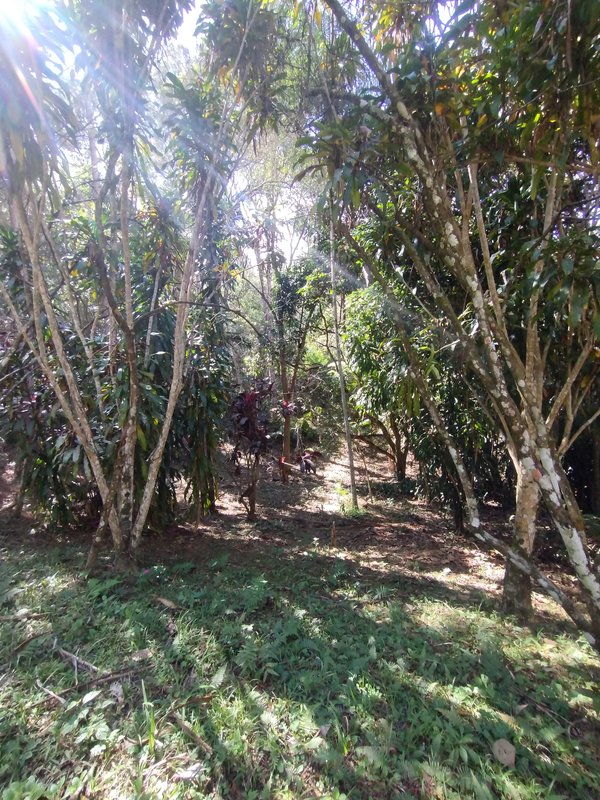 Sítio à venda a 600 m da Rodovia D. Pedro I, Boa Vista  Igaratá - 
