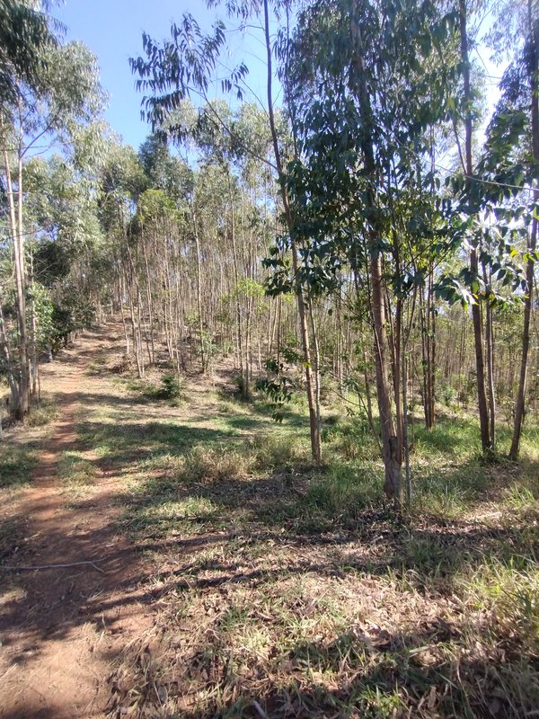 Sítio à venda na estrada dos Pinheiros,  Boa Vista  Igaratá - 