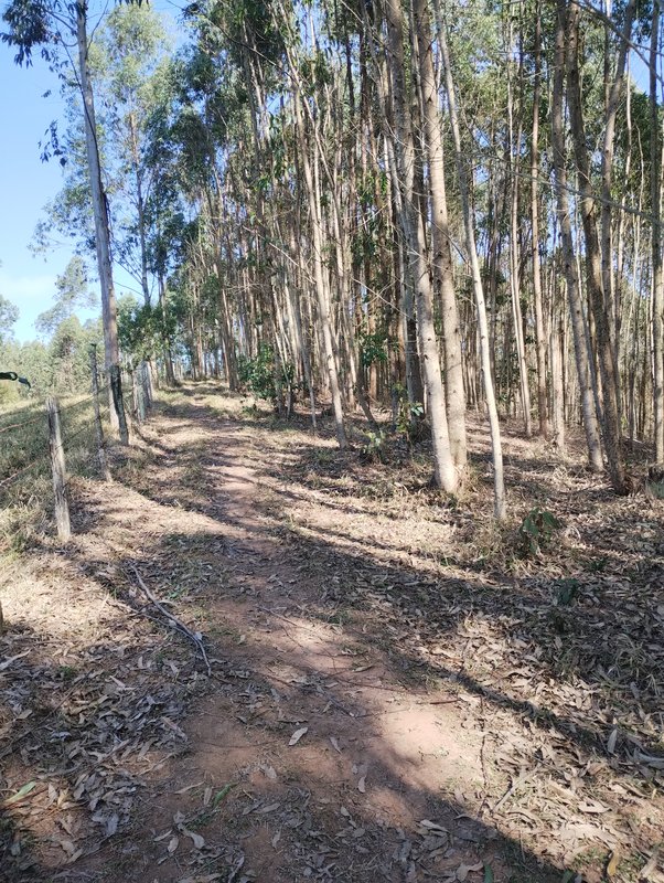 Sítio à venda na estrada dos Pinheiros,  Boa Vista  Igaratá - 