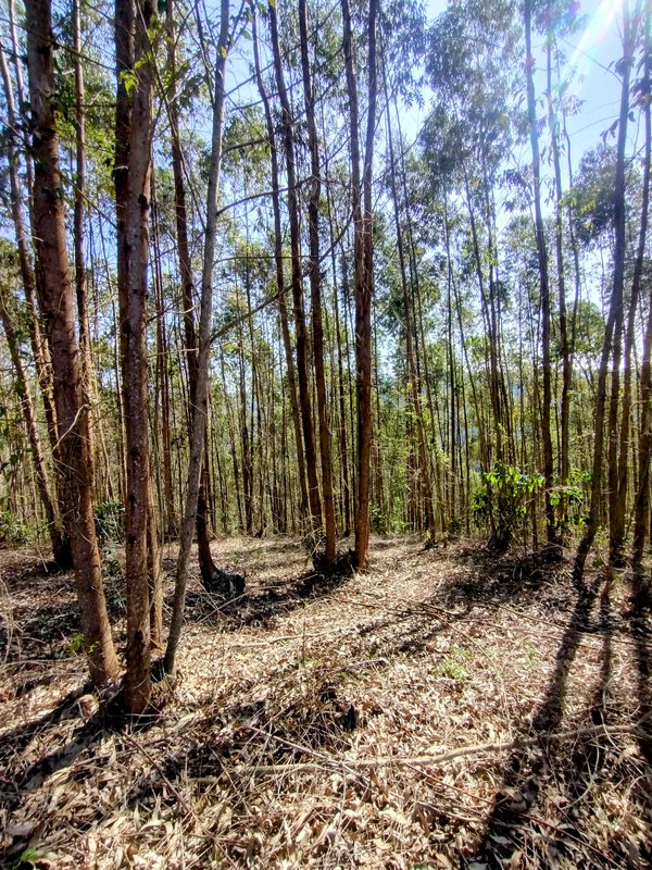 Sítio à venda na estrada dos Pinheiros,  Boa Vista  Igaratá - 