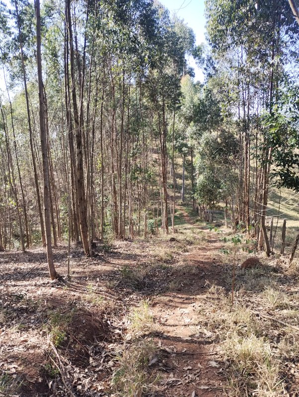 Sítio à venda na estrada dos Pinheiros,  Boa Vista  Igaratá - 